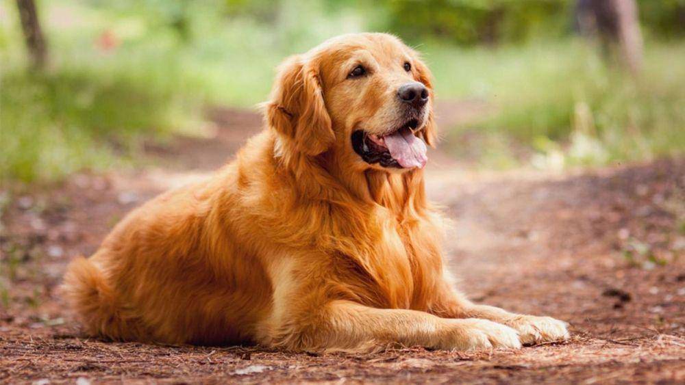 Golden Retriever adalah anjing cerdas dan bersahabat. (wagpets.com)