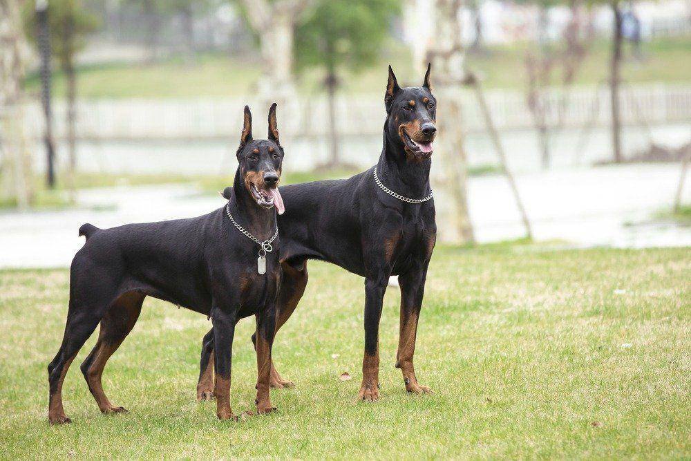 Doberman banyak dijadikan anjing penjaga. (a-z-animals.com)