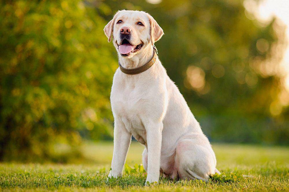 Labrador Retriever juga sering dijadikan peliharaan bagi keluarga. (dailypaws.com)