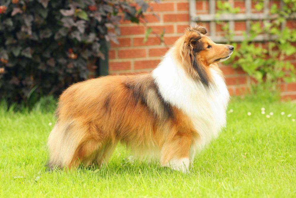 Tugas utama Shetland Sheepdog adalah menjaga ternak. (australiandoglover.com)