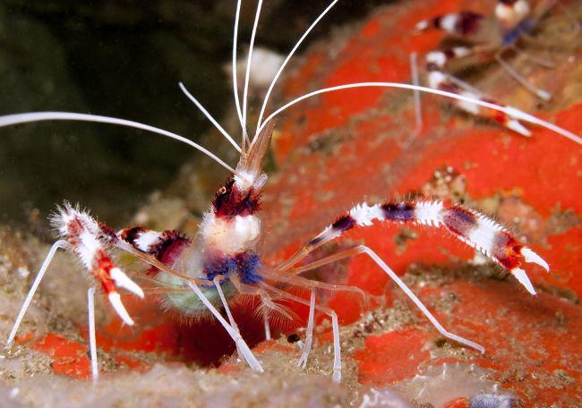 udang karang belang (marinefishez.com)