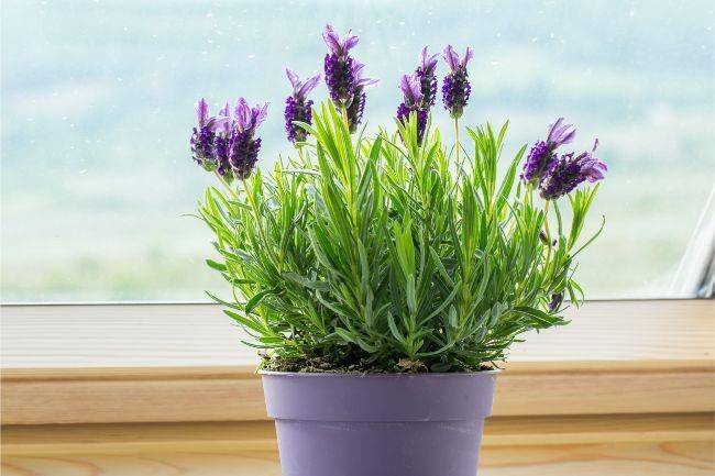 Ilustrasi tanaman lavender (smartgardenguide.com)