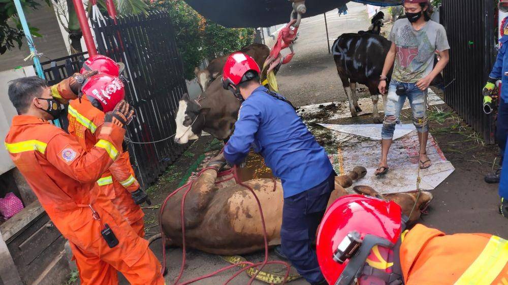 Sapi masuk parit (dok. humas Gulkarmat DKI Jakarta)