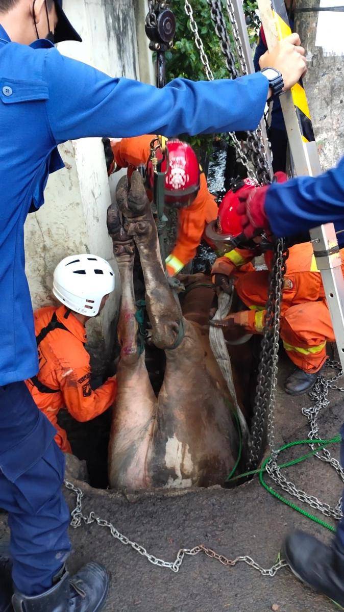 Sapi masuk parit (dok. Gulkarmat DKI Jakarta)