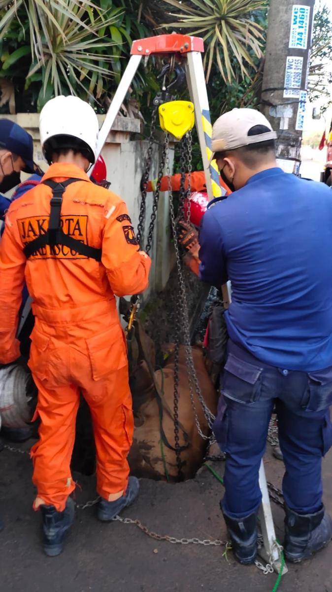 Sapi masuk parit (dok. humas Gulkarmat DKI Jakarta)