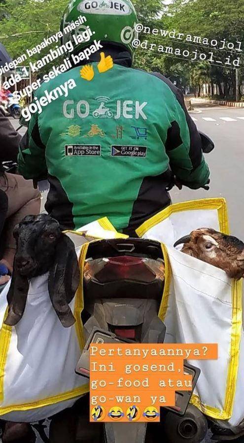 status media sosial pamer hewan kurban (instagram.com/newdramaojol.id)