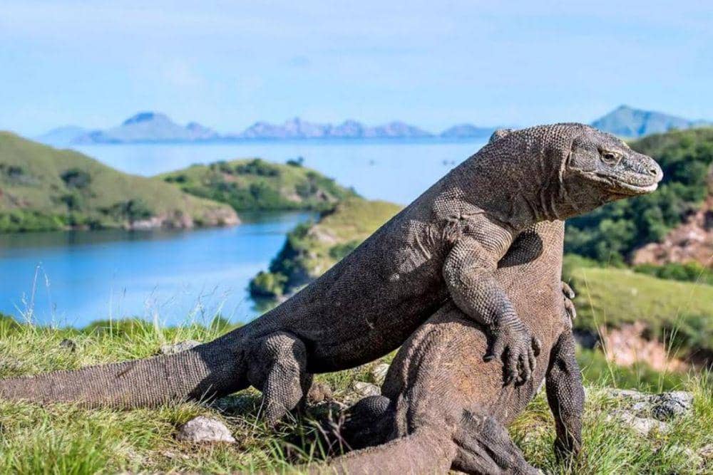 Taman Nasional Komodo (straitstimes.com)