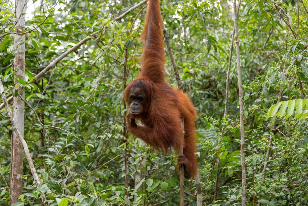 Tayang di Serial Netflix, Ini Sejarah Taman Nasional Gunung Leuser