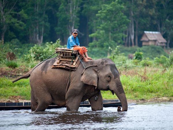 7 Alasan untuk Stop Aktivitas dan Atraksi Menunggang Gajah