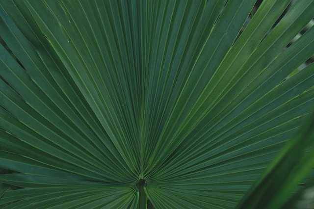 ilustrasi daun aren (Pixabay.com/sandeephanda)