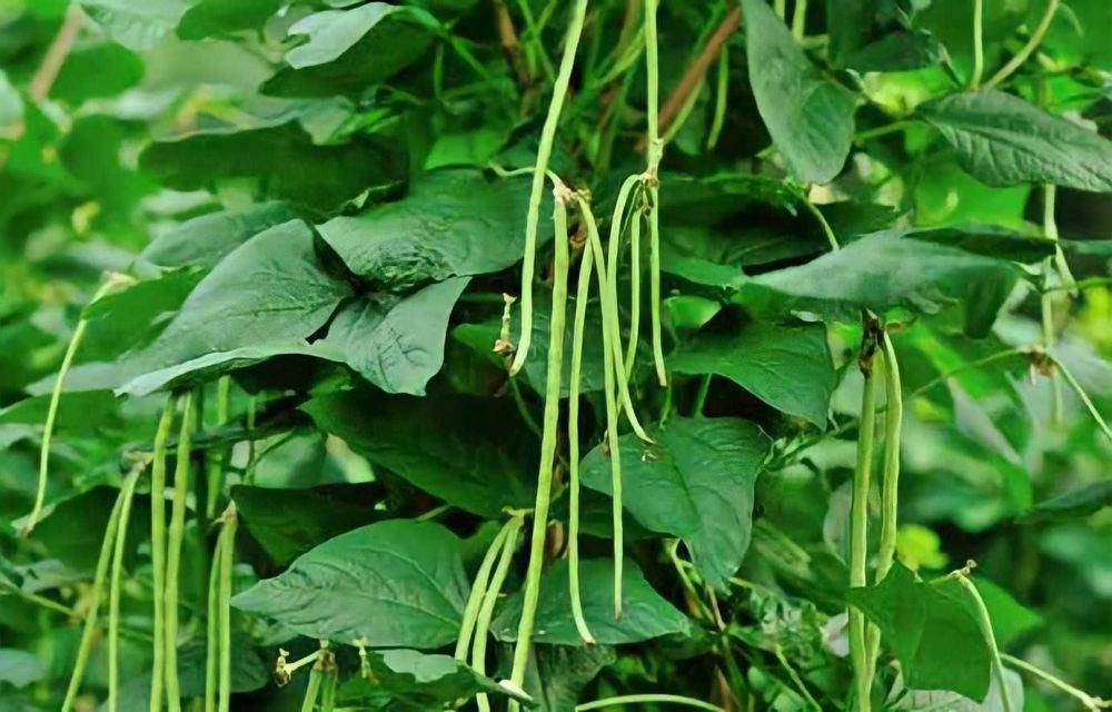 ilustrasi daun kacang panjang (Kampustani.com)