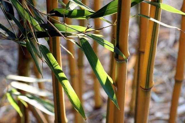 ilustrasi daun bambu (Pixabay.com/rycky21)