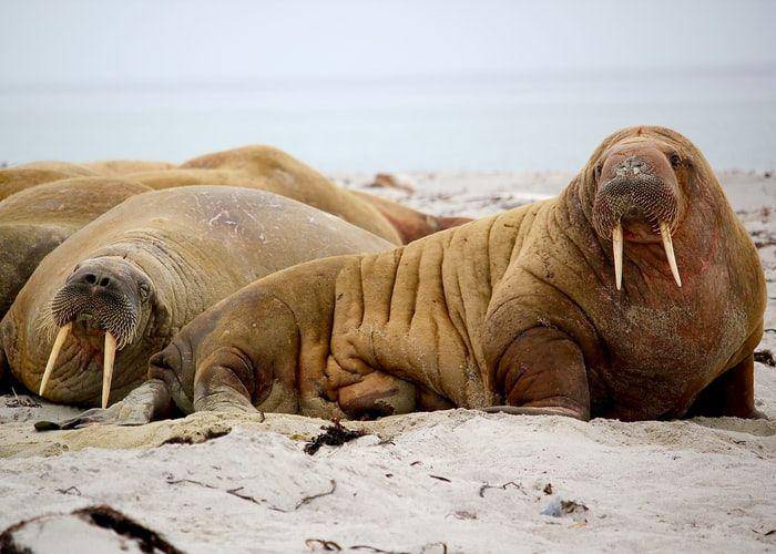 ilustrasi walrus (unsplash.com/Jay Ruzesky)