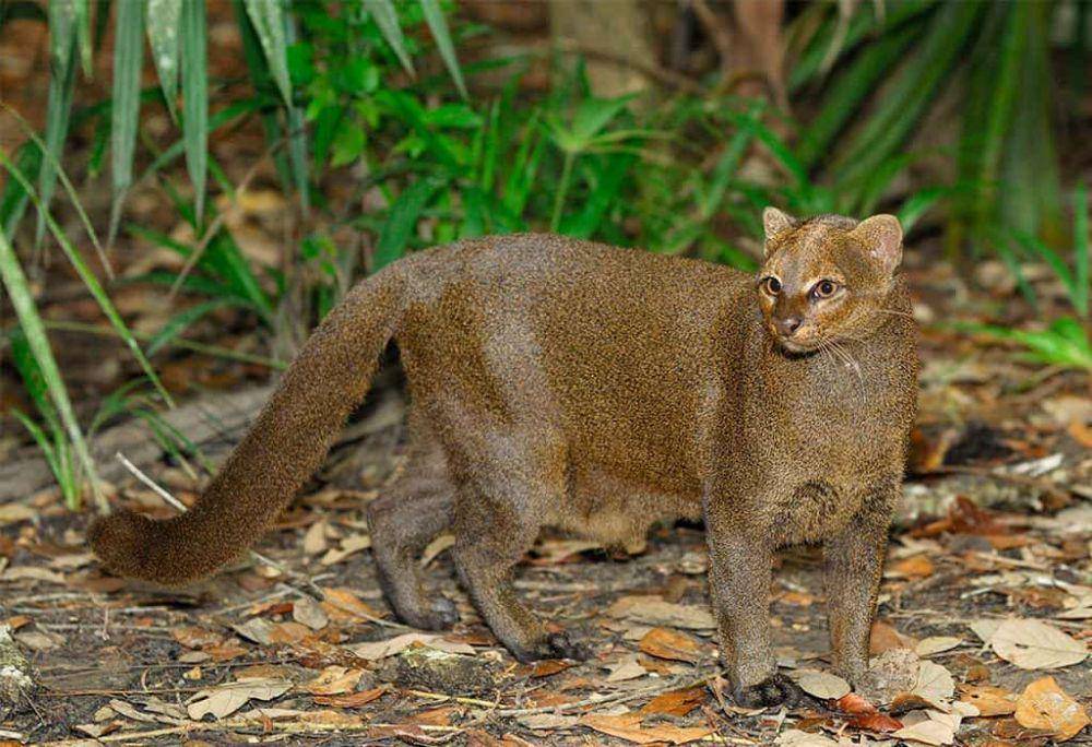 jaguarundi (wildearthguardians.org)
