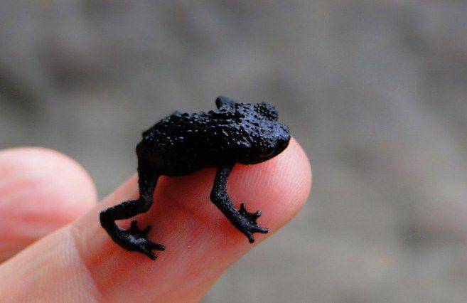 kodok kerikil (featuredcreature.com)