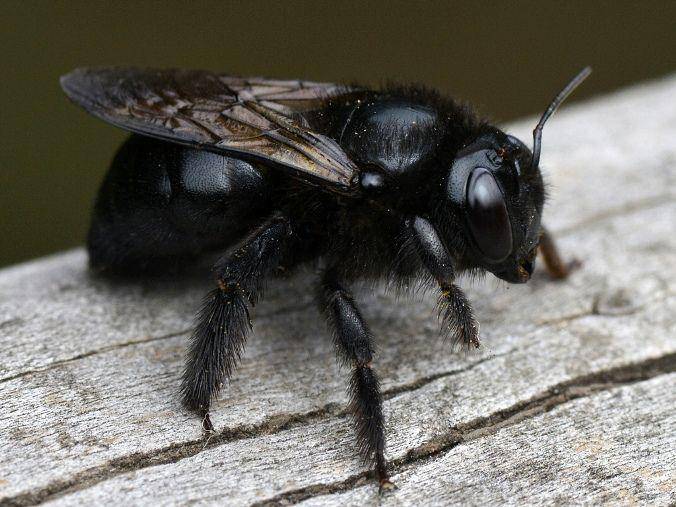 lebah kayu (beefriendlyhoney.org)