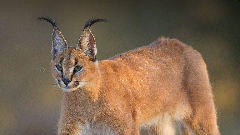 Caracal terkenal memiliki jumbai rambut di telinganya (sandiegozoo.org)