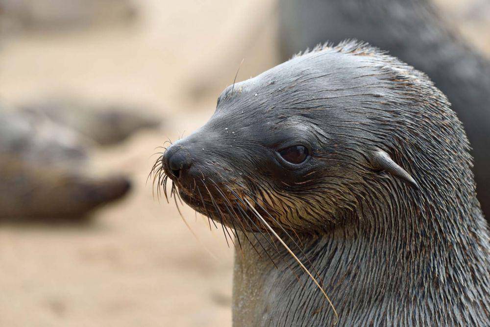 Beberapa spesies anjing laut memiliki daun telinga. (britannica.com)
