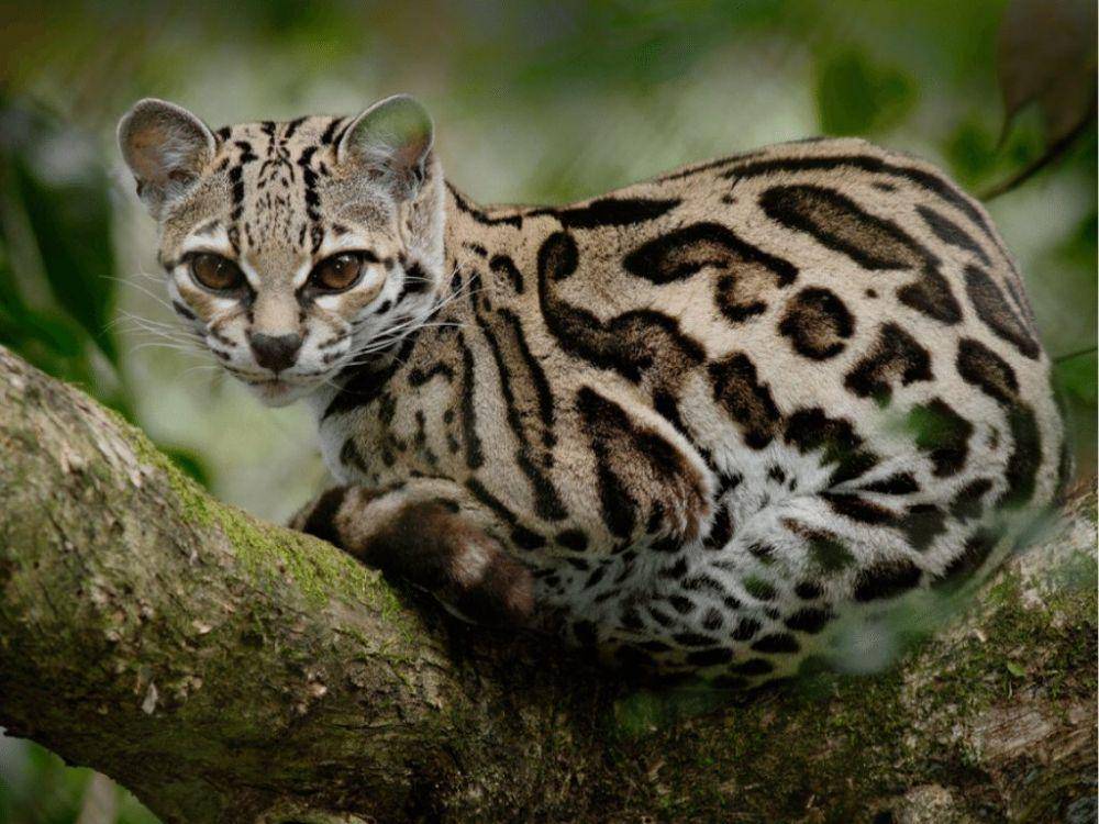 margay (critterfacts.com)