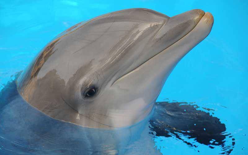 Lubang telinga lumba-lumba terletak di belakang matanya. (dolphins-world.com)