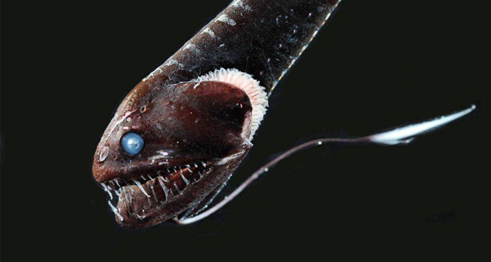 ikan naga hitam pasifik (sciencenews.org)