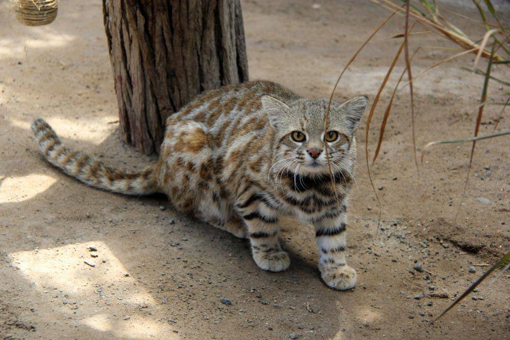 kucing pampa (zoochat.com)