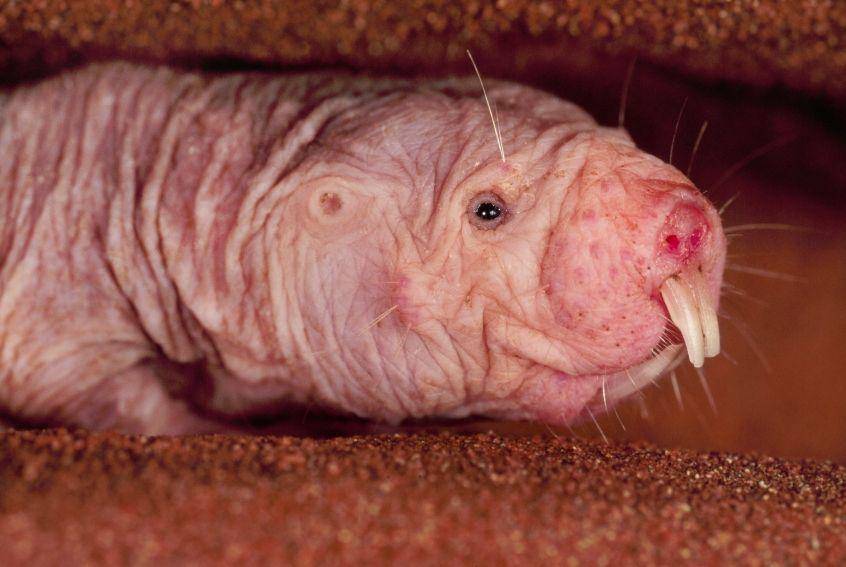 Tikus mondok telanjang memiliki pendengaran yang buruk. (cosmosmagazine.com)