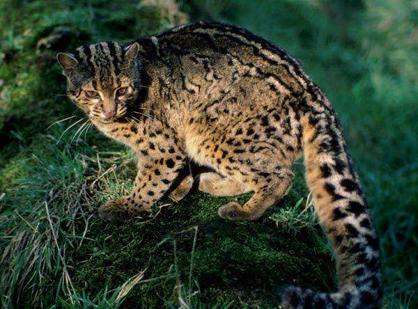 kucing batu (bigcatswildcats.com)