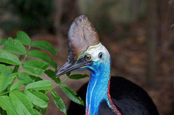 Lubang teling burung kasuari bisa terlihat jelas. (loe.org)