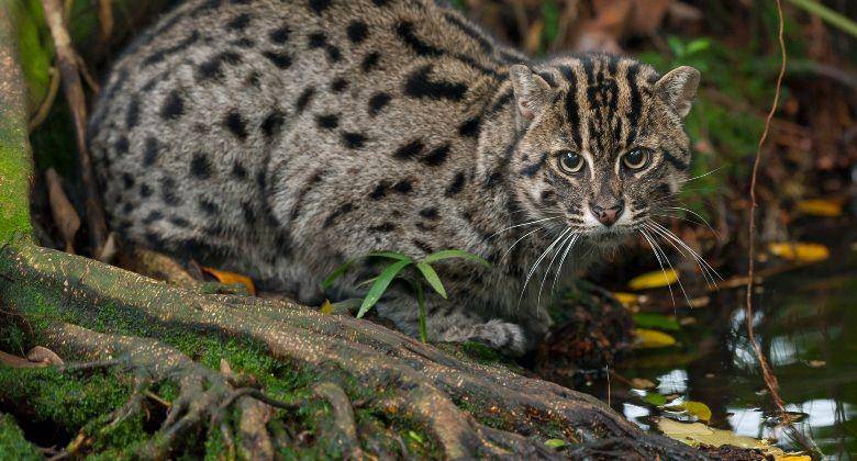 kucing pemancing (hakaimagazine.com)