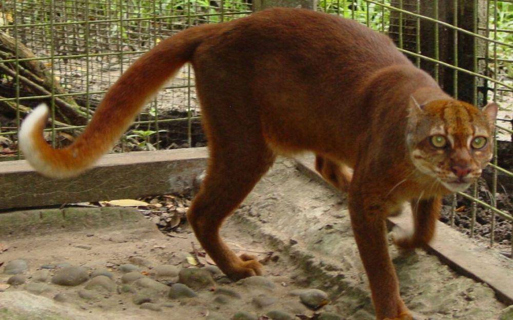kucing merah (maxisciences.com)
