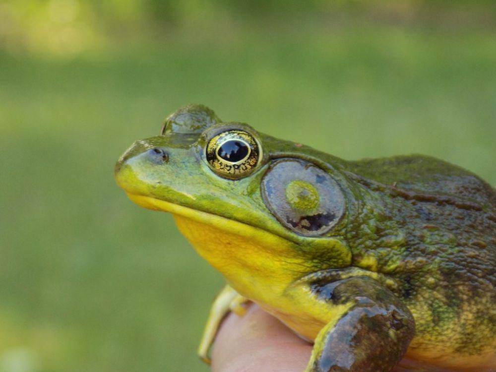 Katak mendengar menggunakan membran timpani di sisi kepalanya. (toadsnfrogs.com)