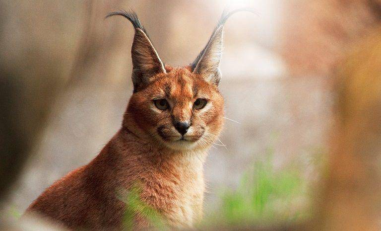 caracal (justfunfacts.com)