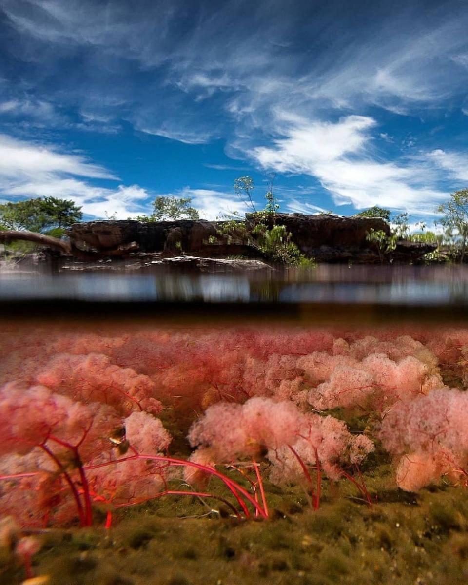 Caño Cristales River (instagram.com/viajando__porcolombia)
