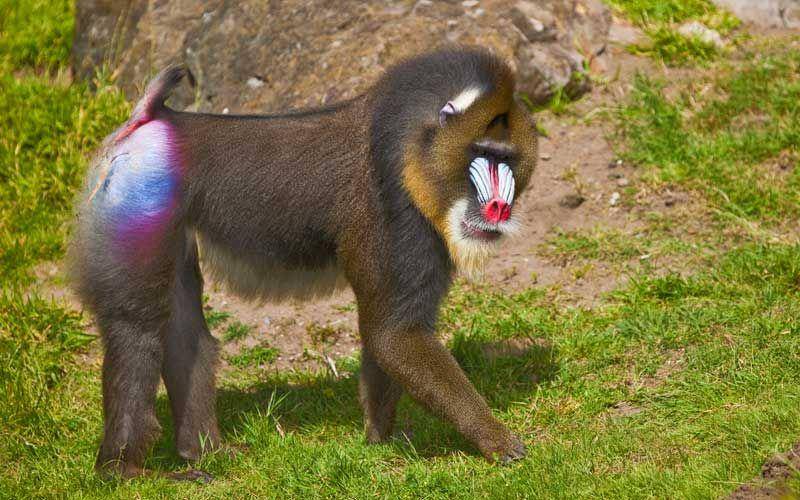 mandrill (howafrica.com)
