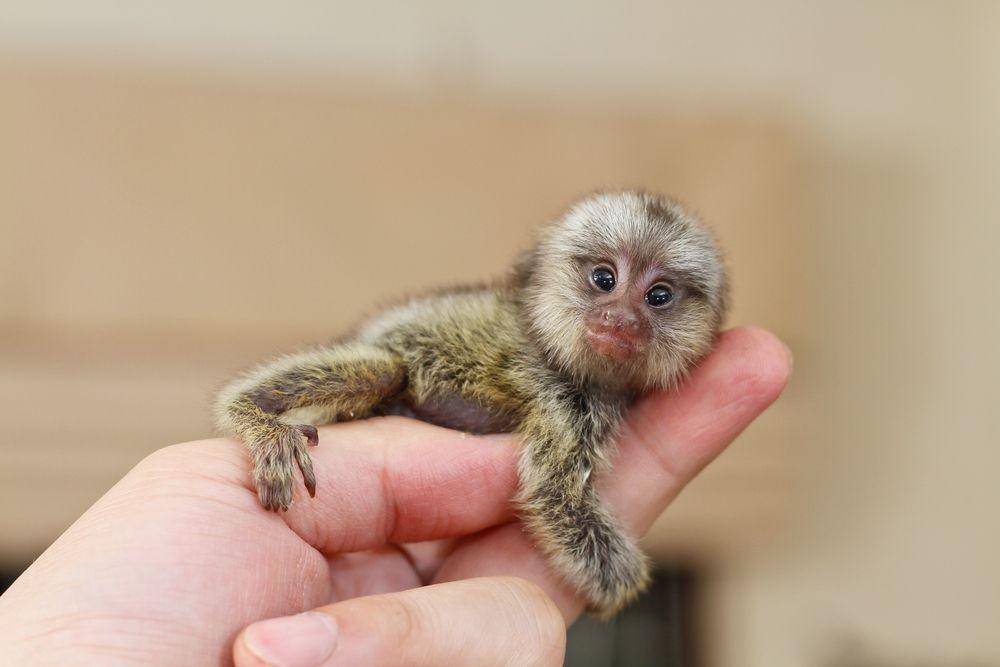 marmoset kerdil (earth.com)