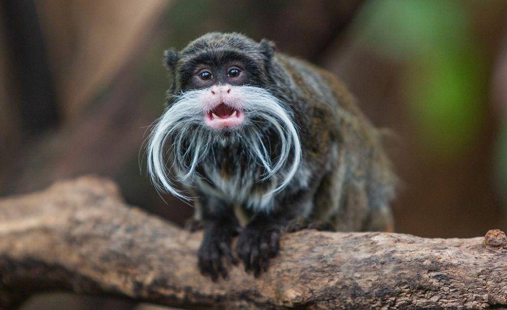 tamarin kaisar (si.edu)