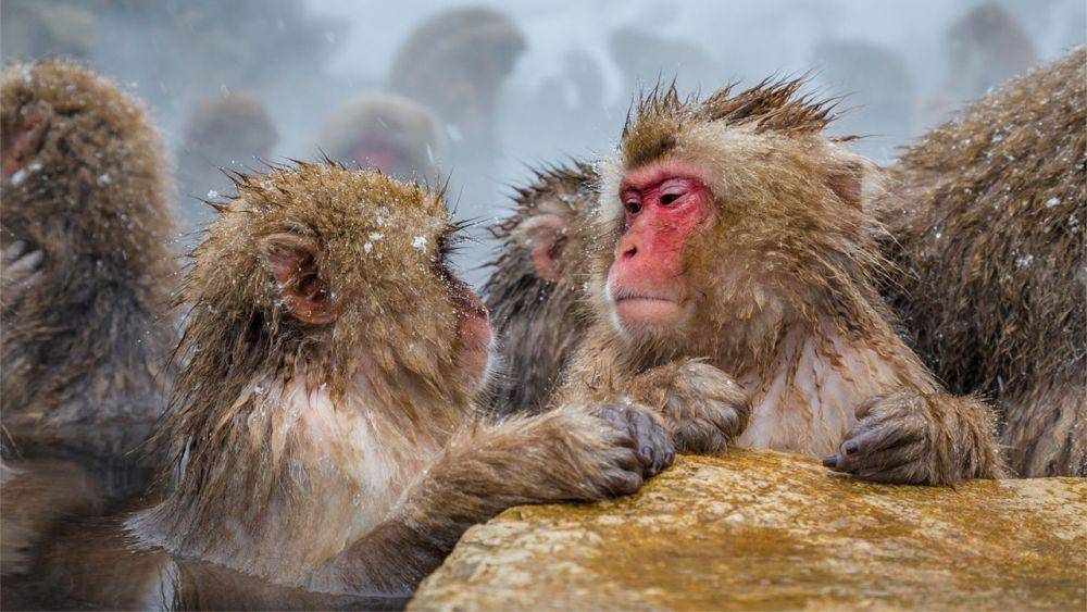 makaka jepang (sciencemag.org)