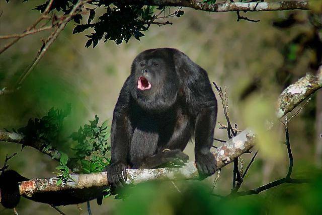 monyet howler (britannica.com)