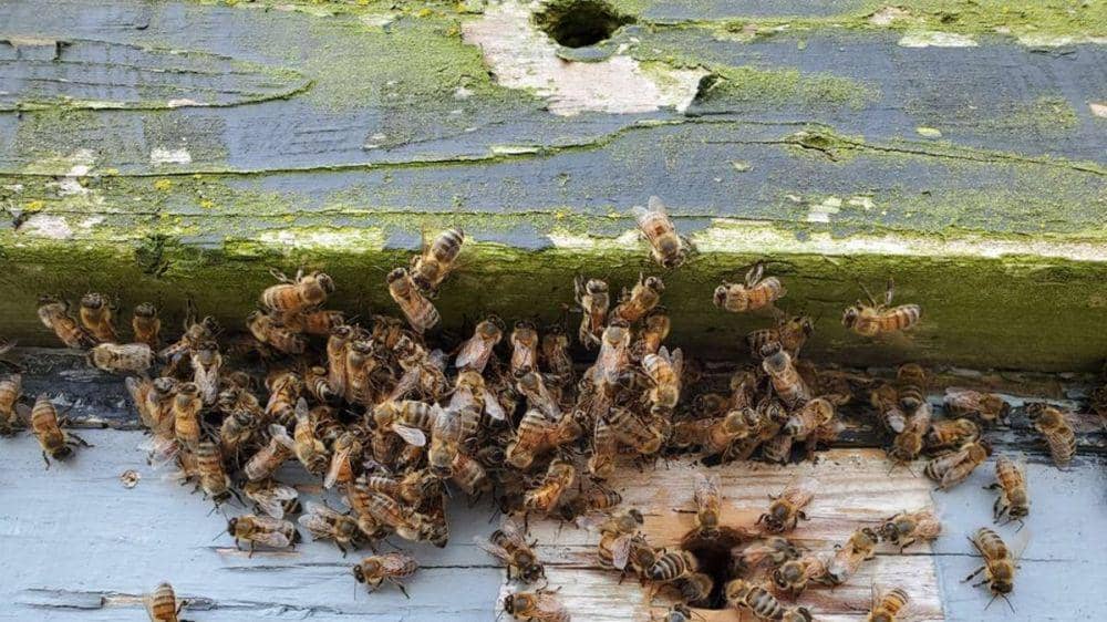 Kawanan lebah bisa menyerang secara berkelompok. (thedailyjournal.com)