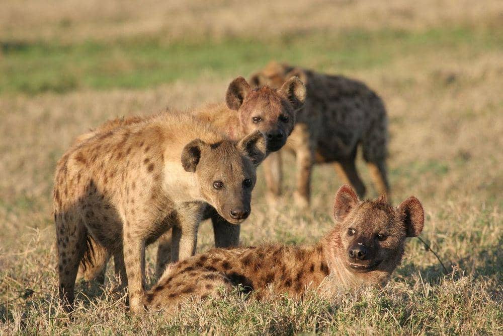Kelompok hyena cukup disegani oleh singa. (fv-berlin.de)