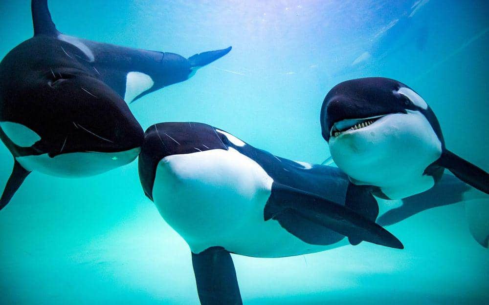 Kawanan paus pembunuh adalah penguasa lautan. (dinoanimals.com)