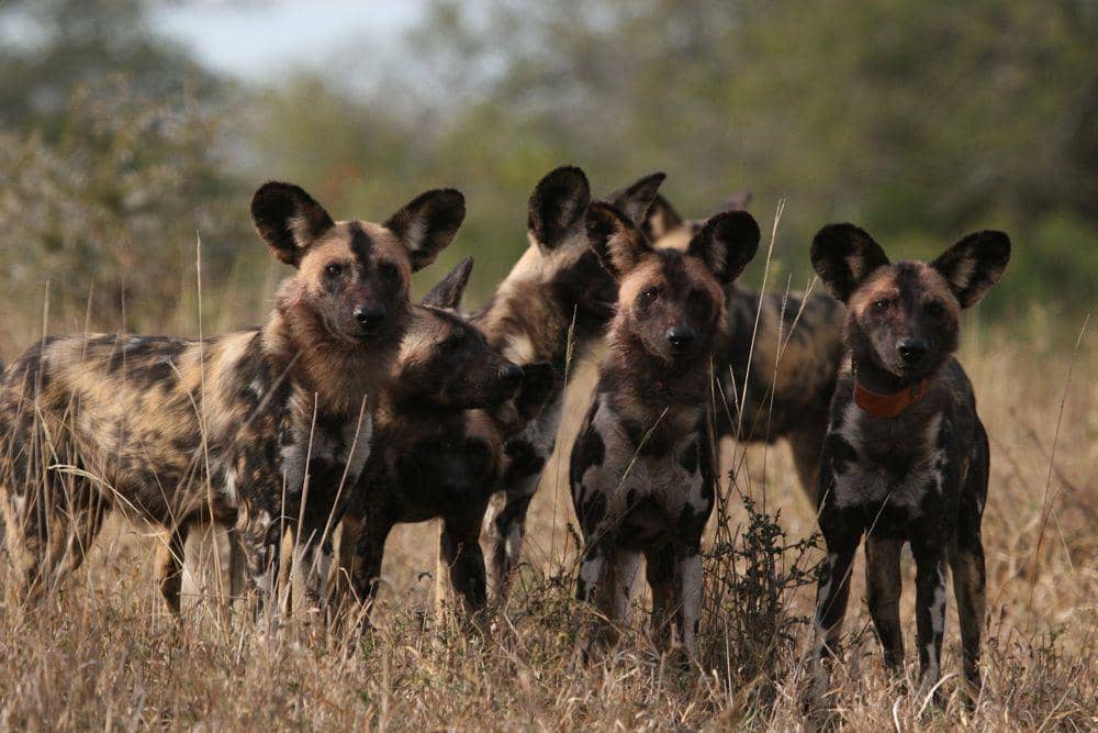 Ilustrasi anjing liar (safari.com)