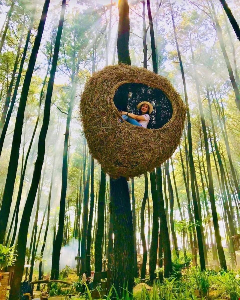 Hutan Pinus Gunung Pancae (instagram.com/paulinepheiling)