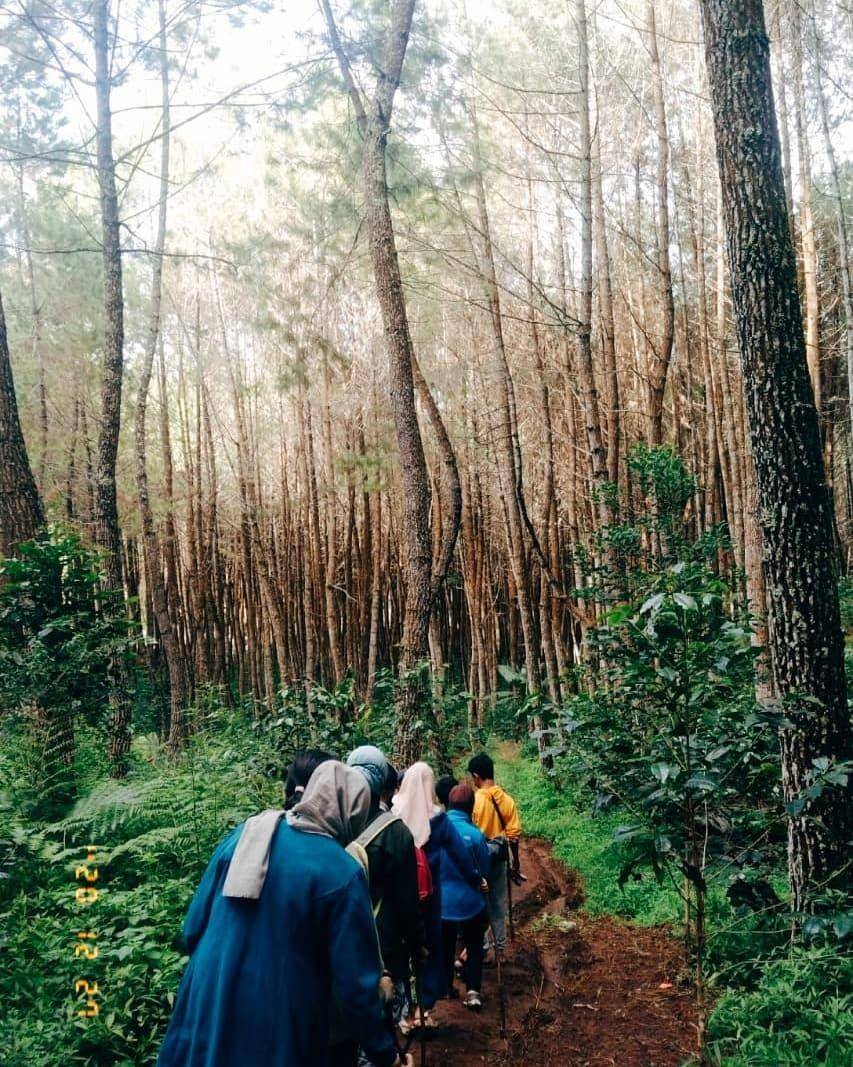 Pine Forest Camp (instagram.com/pajril.l)