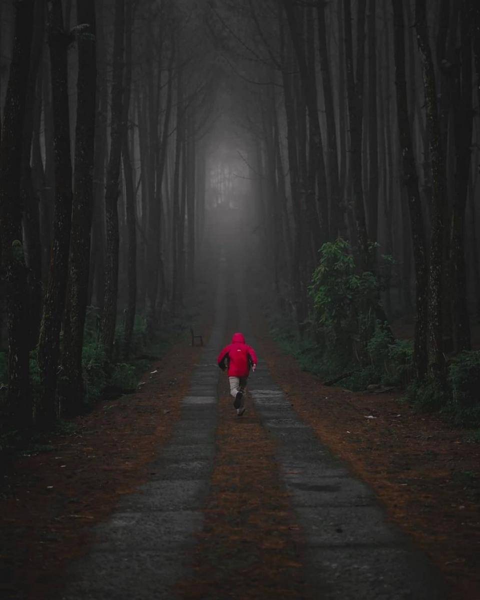 Hutan Pinus Kragilan (instagram.com/raffa_blurr(