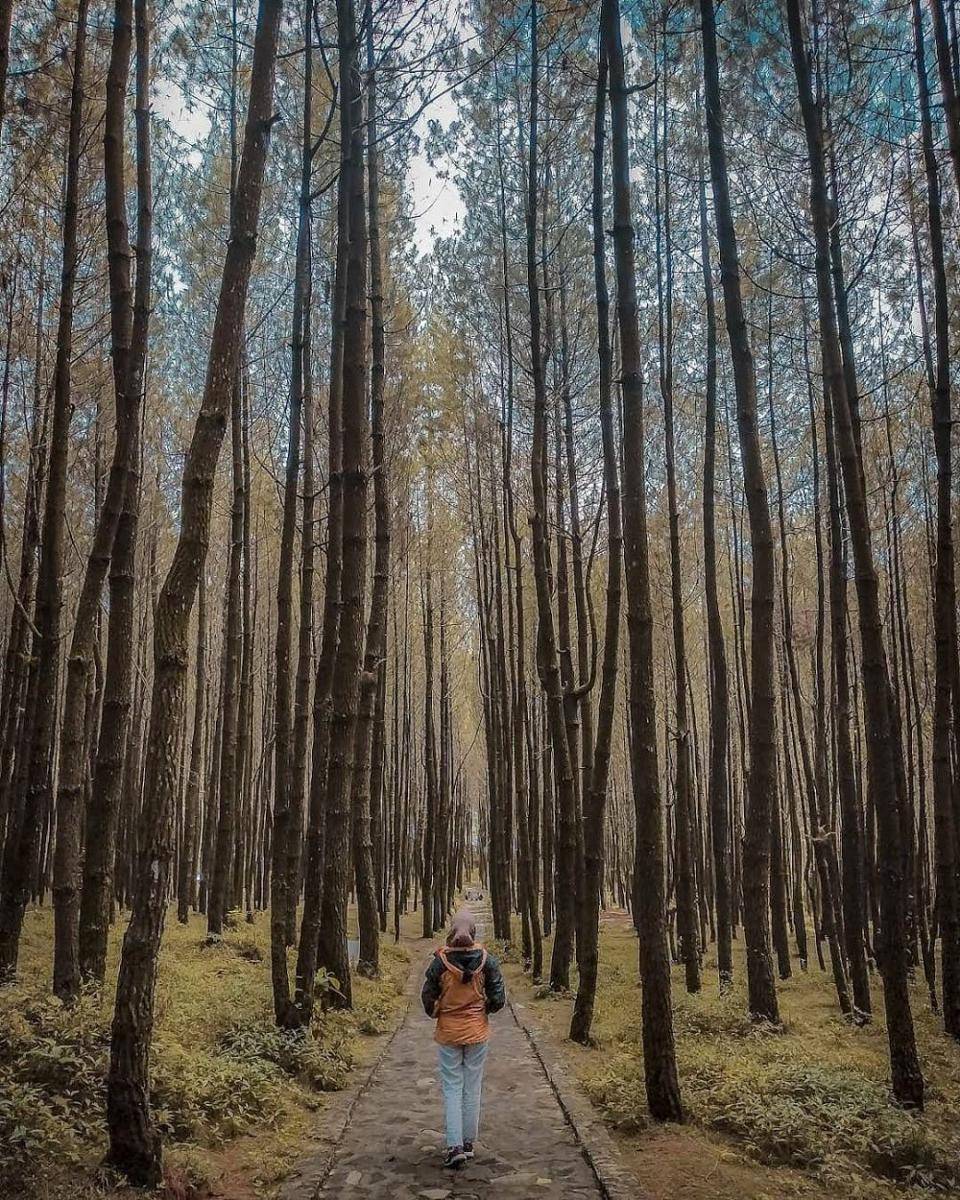 Hutan Pinus Kayon (instagram.com/studimsam)