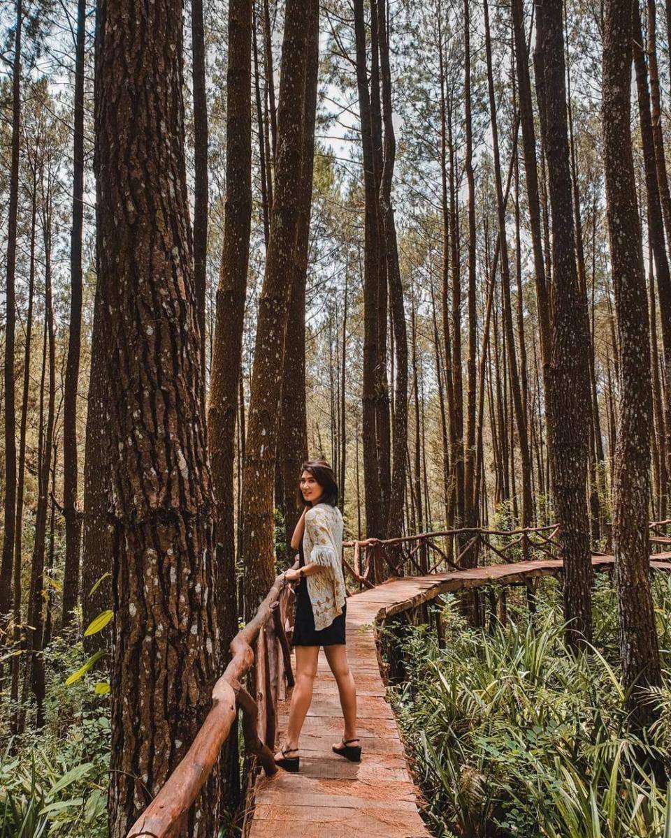 Hutan Pinus Mangunan (instagram.com/stevlicious)