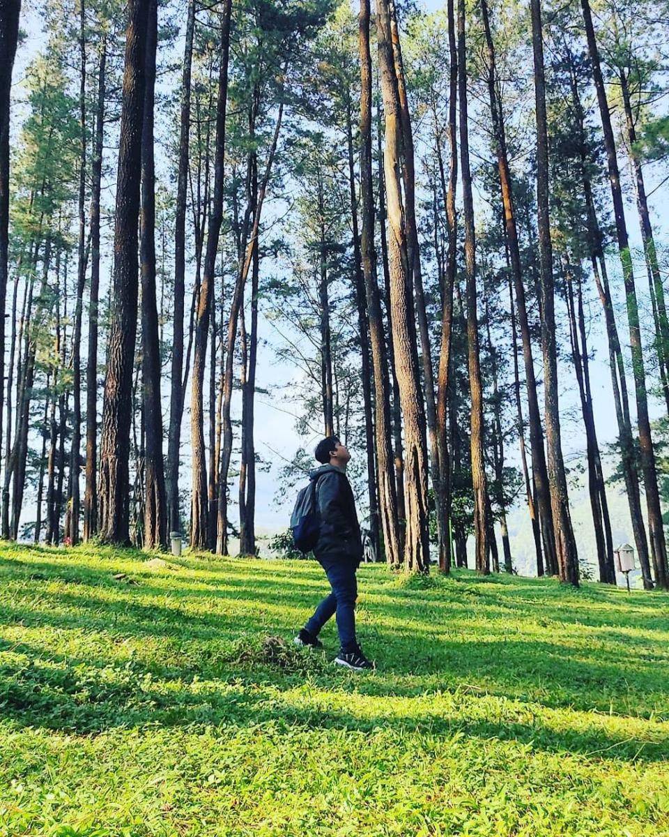 Hutan Pinus Nongko Ijo (instagram.com/muhammad_anjas_alamsyah)