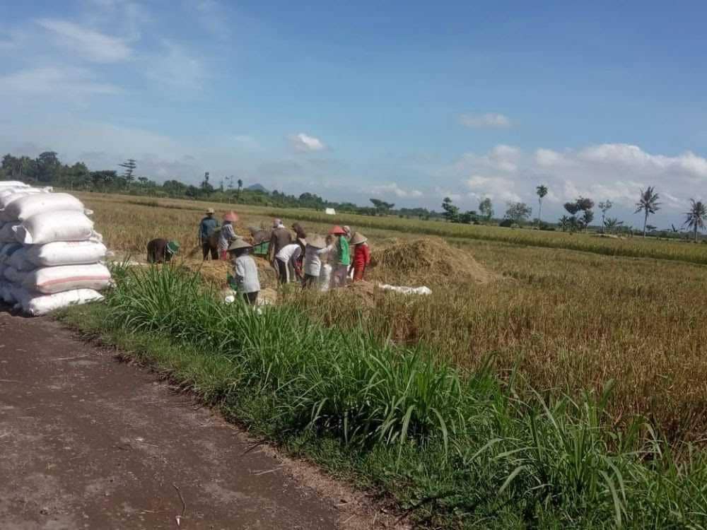Produksi Beras Sulsel Naik 52.288 Ton meski Dihantam El Nino